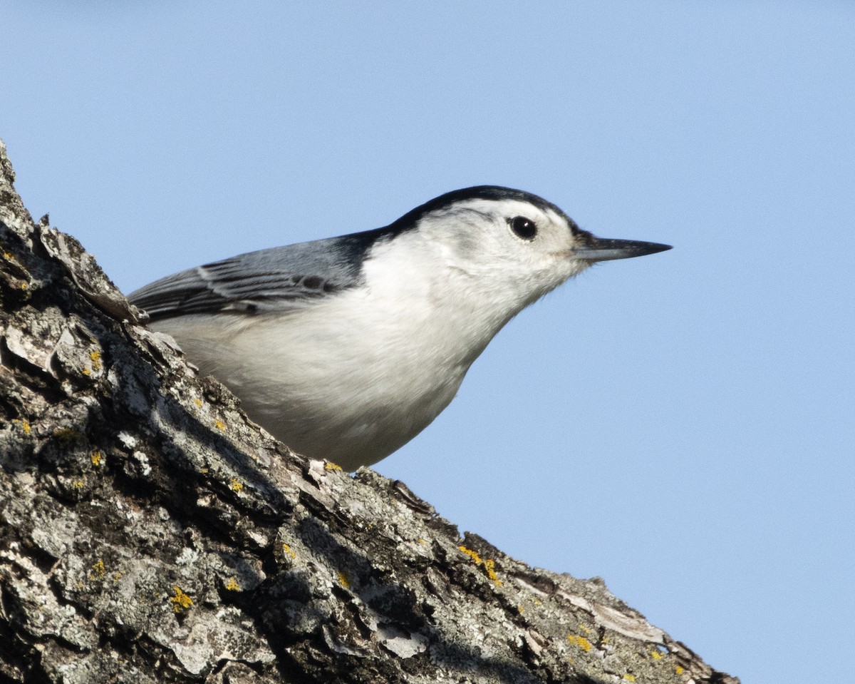 White-breasted Nuthatch - ML615116531