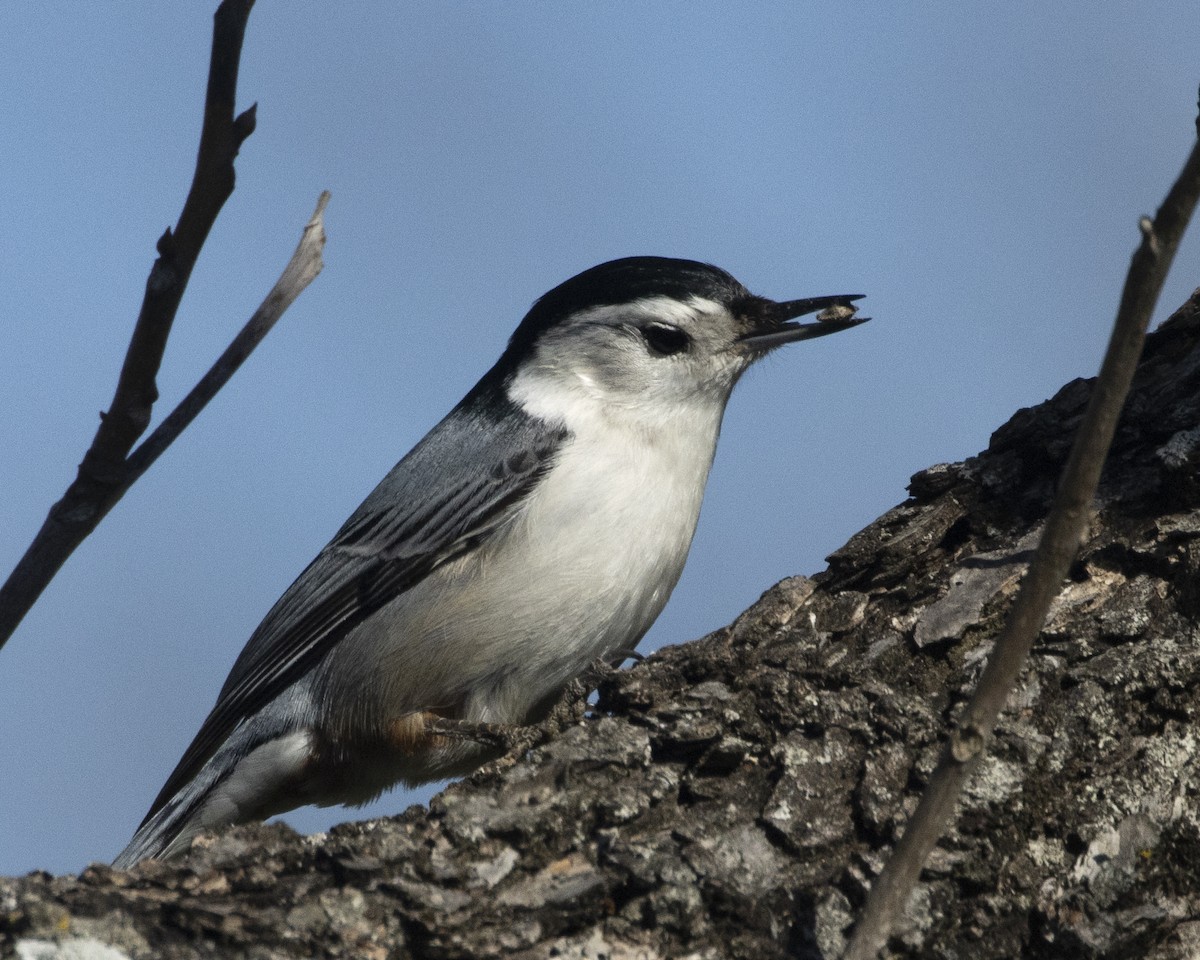 White-breasted Nuthatch - ML615116532
