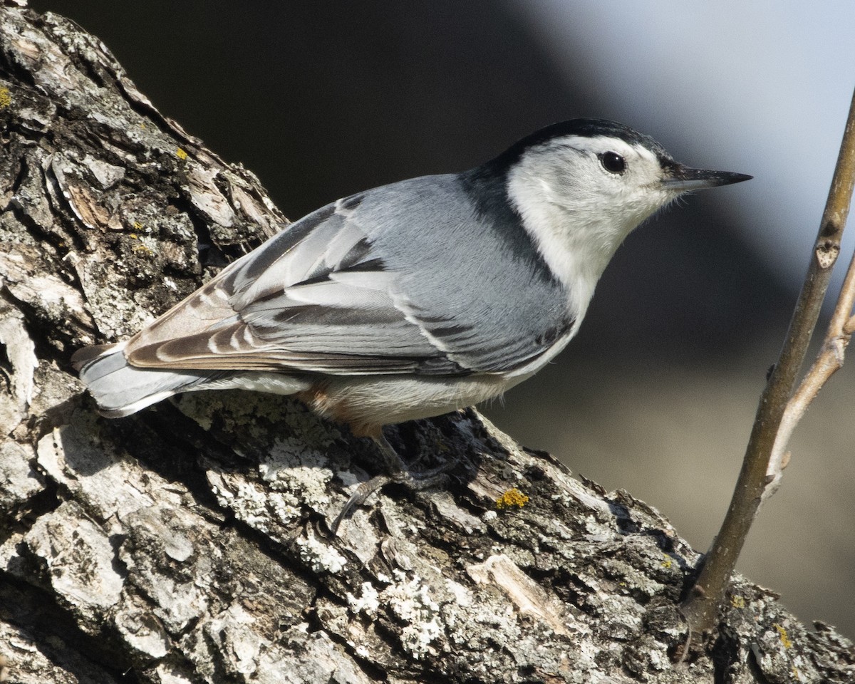 White-breasted Nuthatch - ML615116533