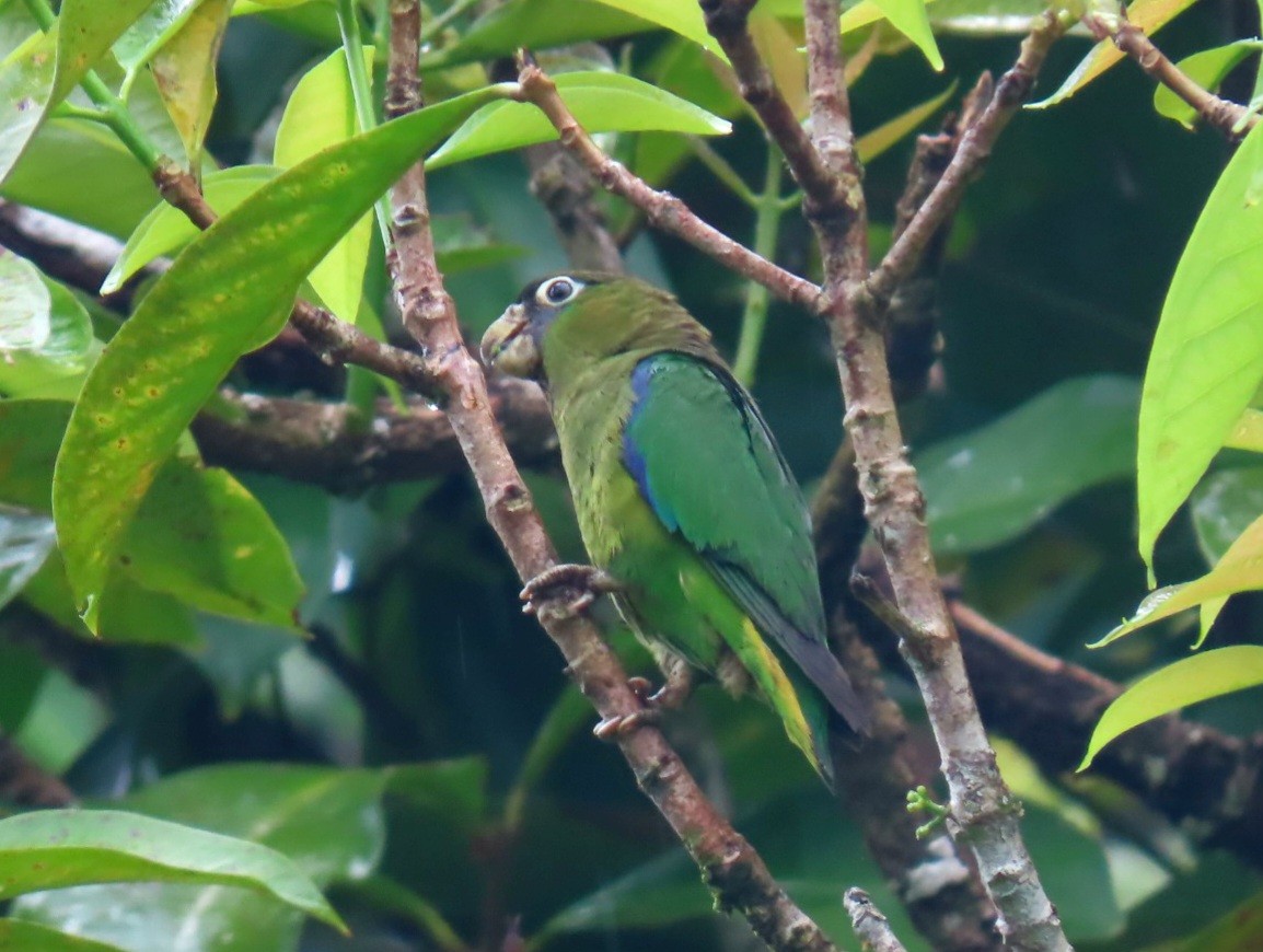 Scarlet-shouldered Parrotlet - Brayan Coral Jaramillo