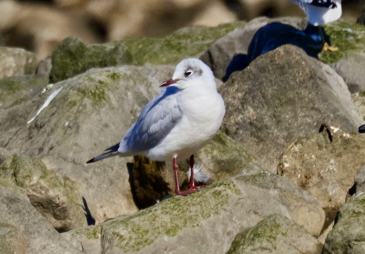 Mouette rieuse - ML615116581