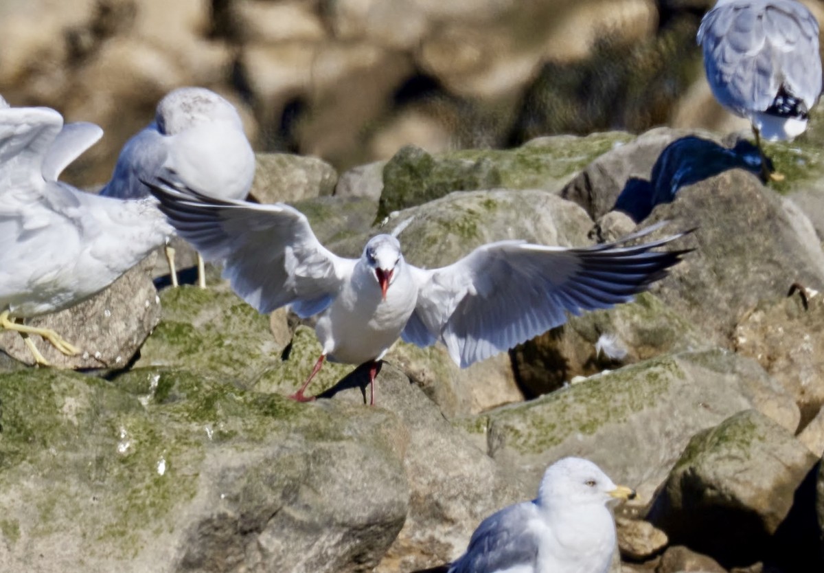 Mouette rieuse - ML615116582