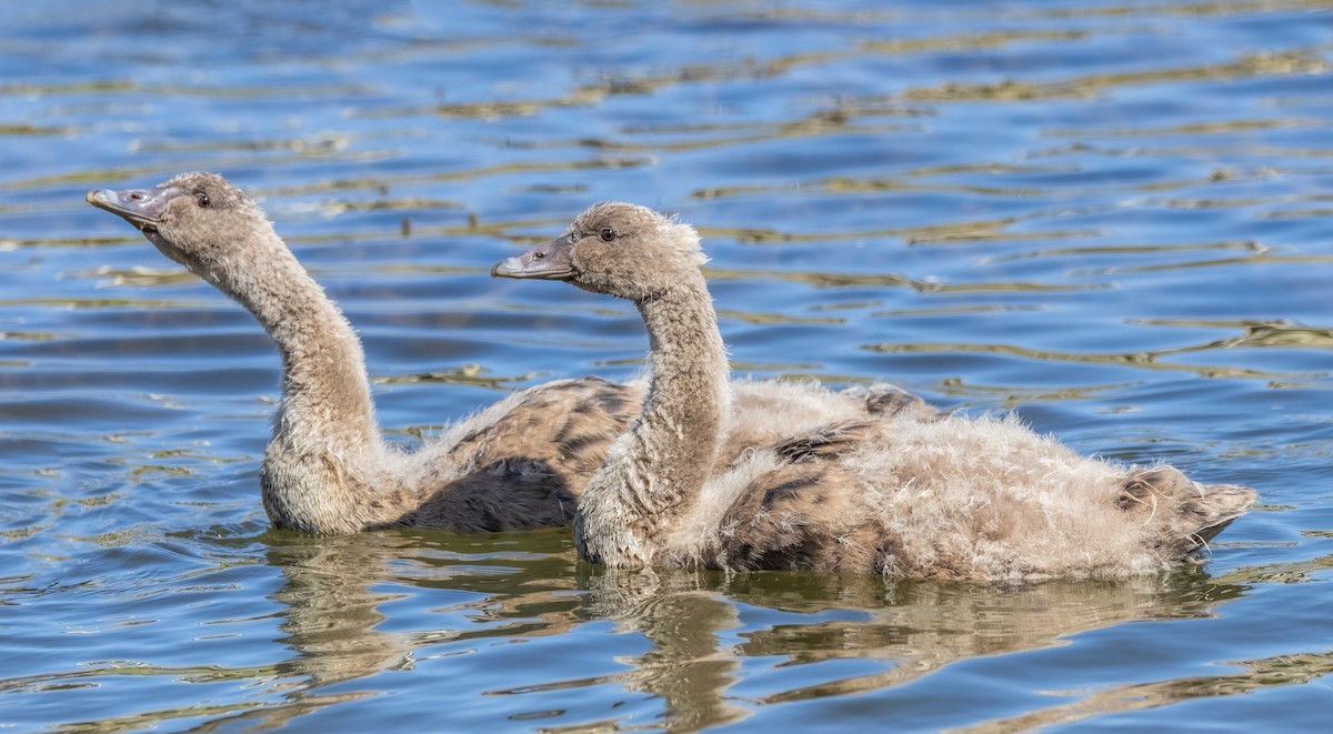 Black Swan - ML615116589