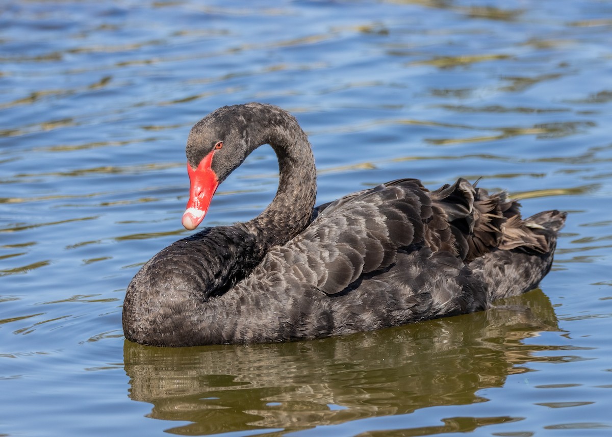 Black Swan - ML615116591