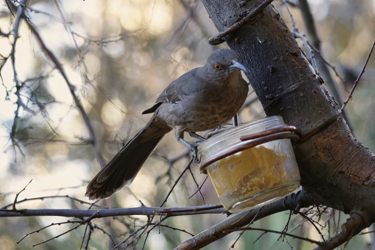 Curve-billed Thrasher - ML615116607