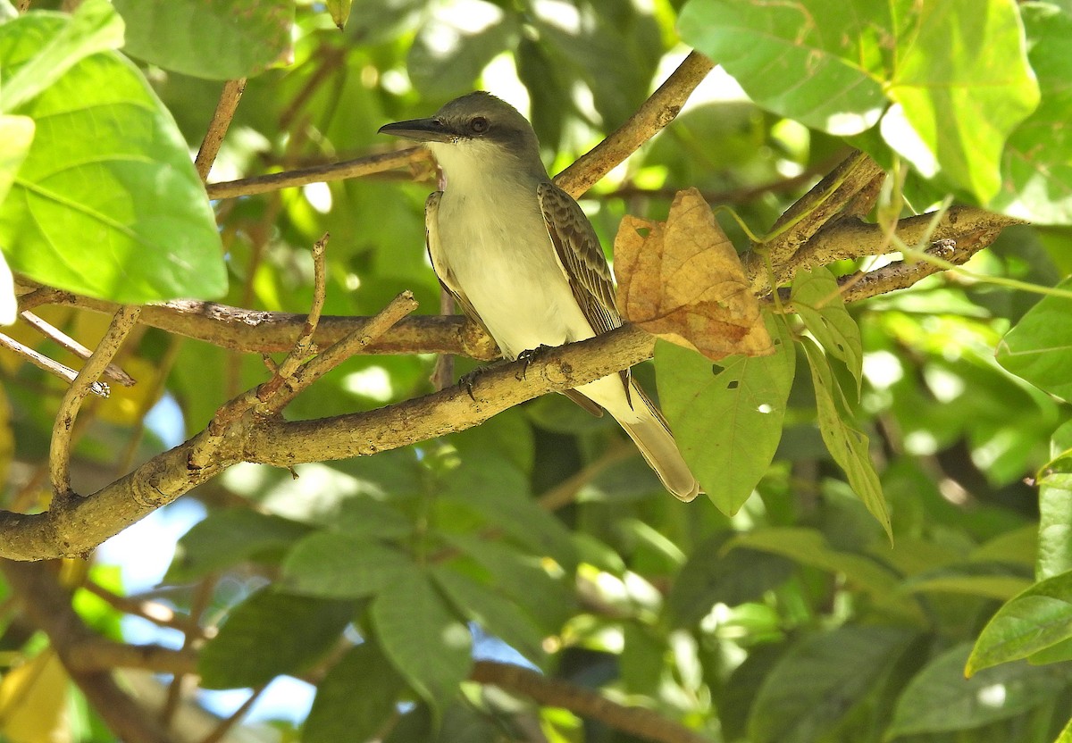 Gray Kingbird - ML615116617