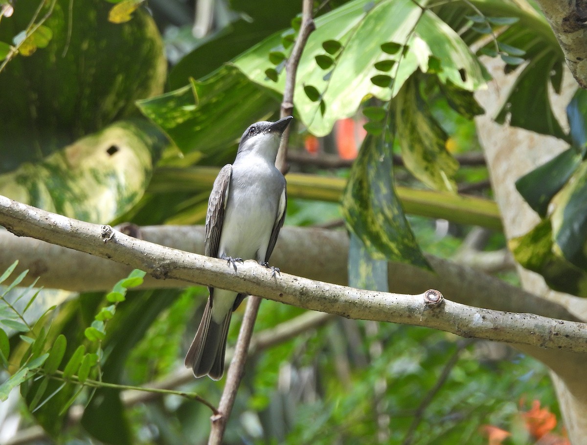 Gray Kingbird - ML615116618