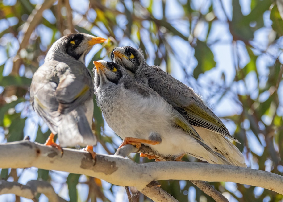 Noisy Miner - ML615116619