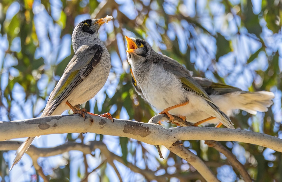 Noisy Miner - ML615116620