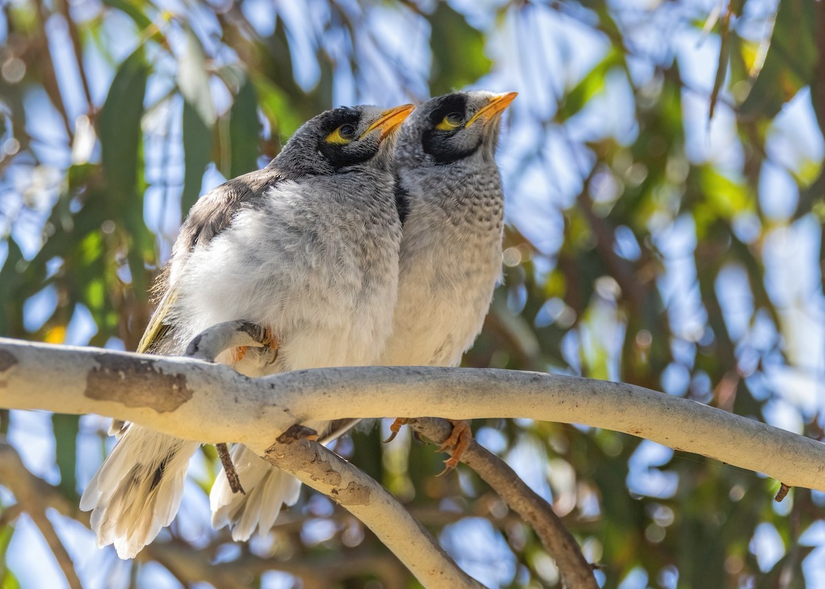 Noisy Miner - ML615116622