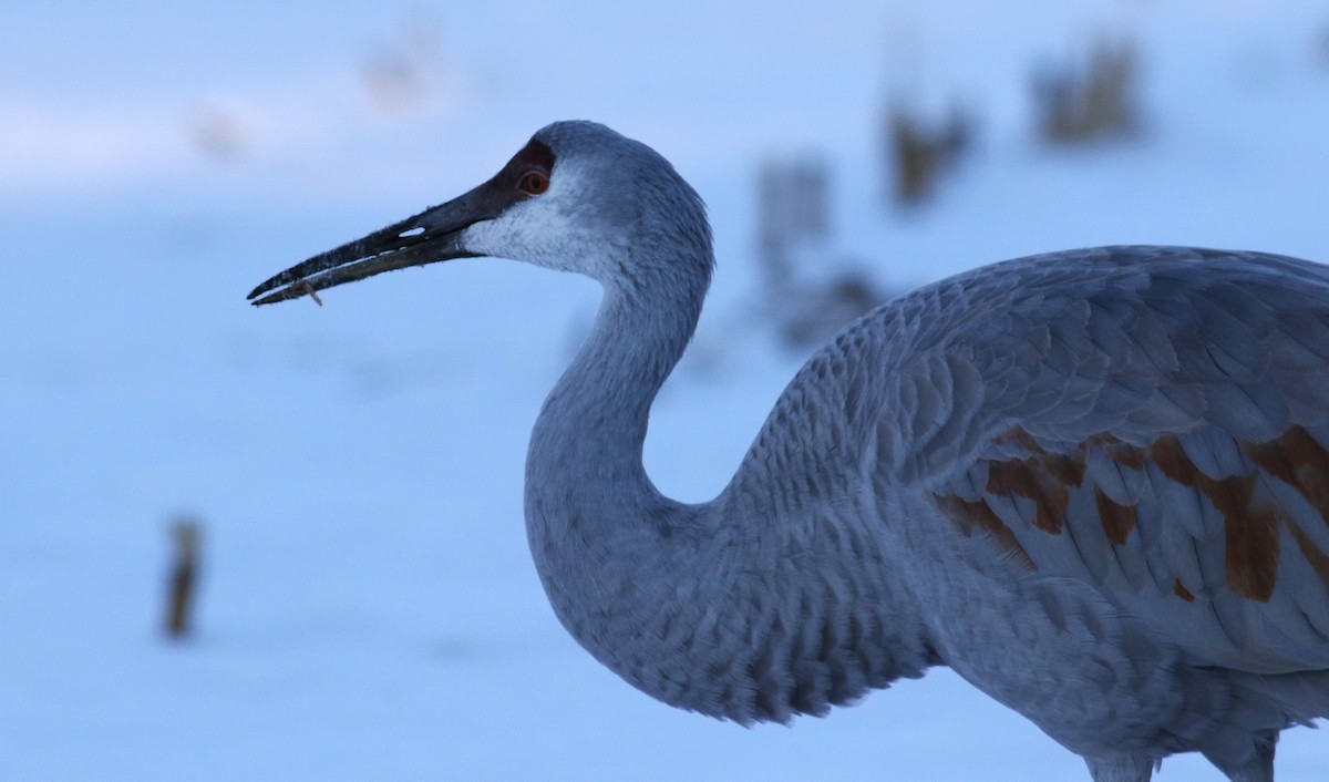 Sandhill Crane - ML615116624