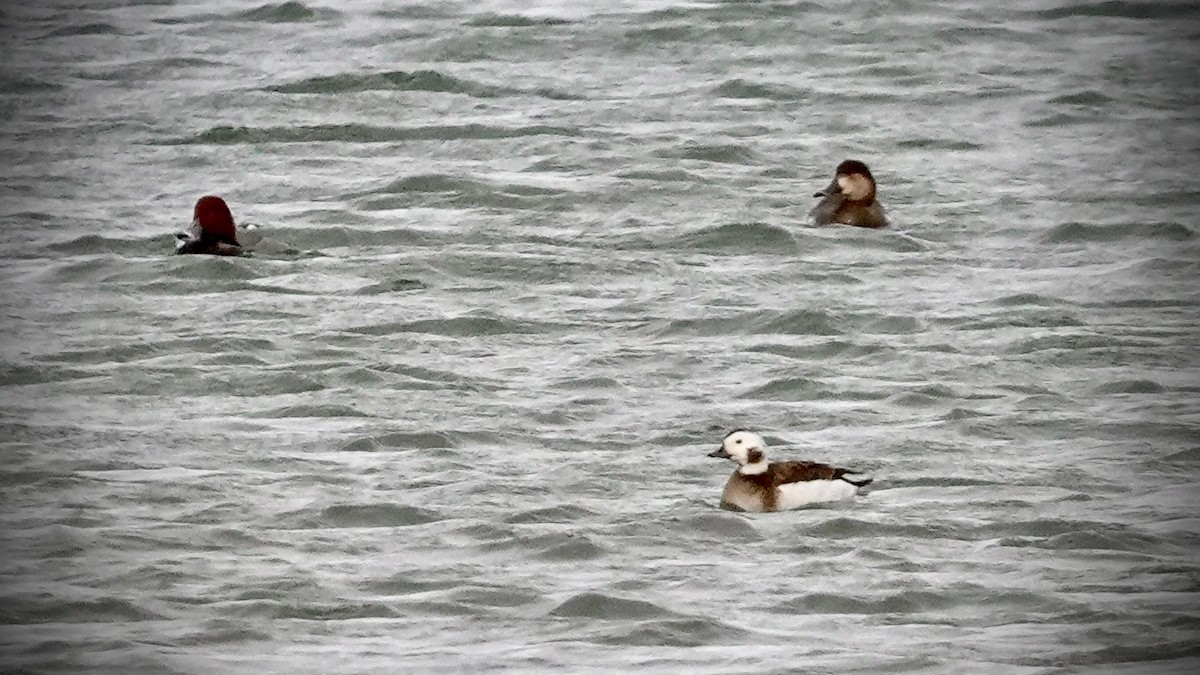 Long-tailed Duck - Rob Protzman