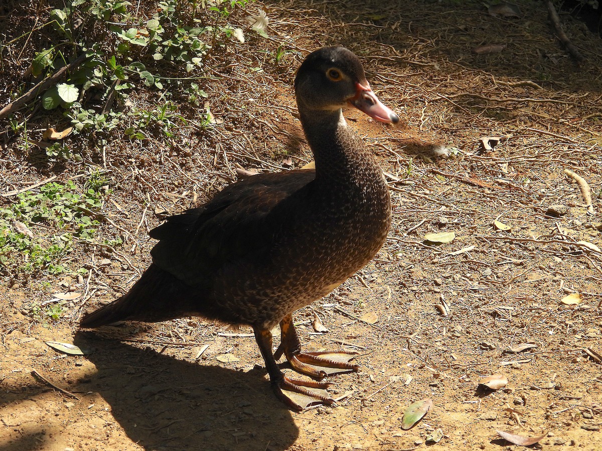 Muscovy Duck (Domestic type) - ML615116637