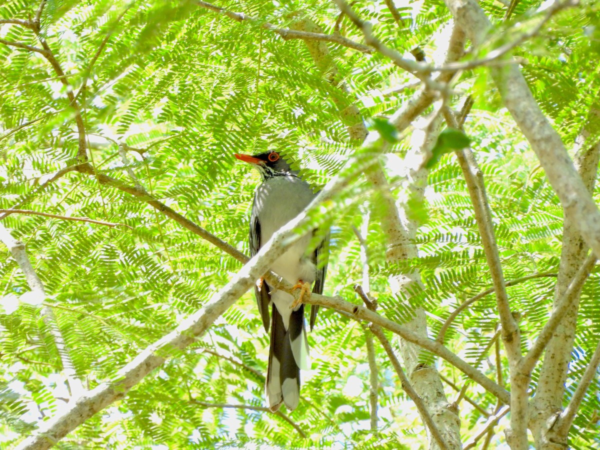 Red-legged Thrush - ML615116642