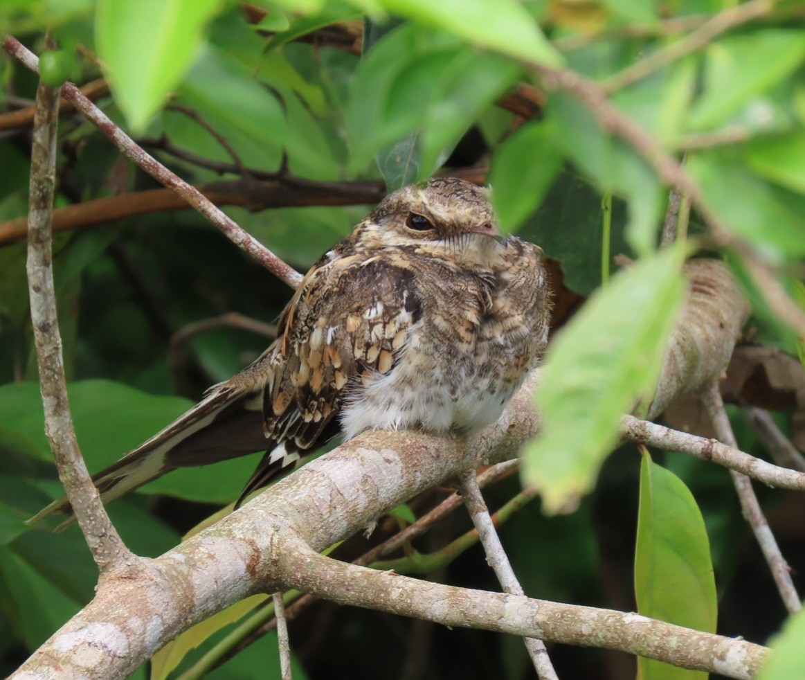 Ladder-tailed Nightjar - ML615116670