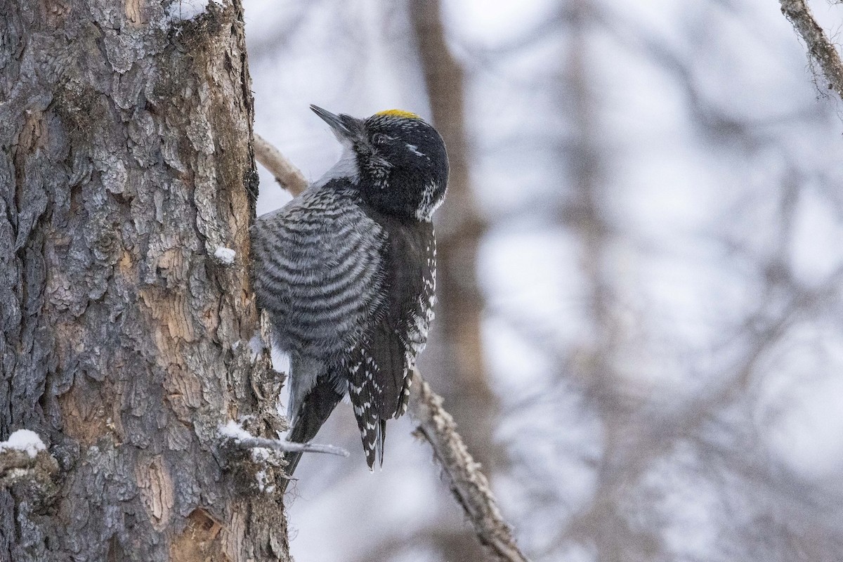 American Three-toed Woodpecker - ML615116674