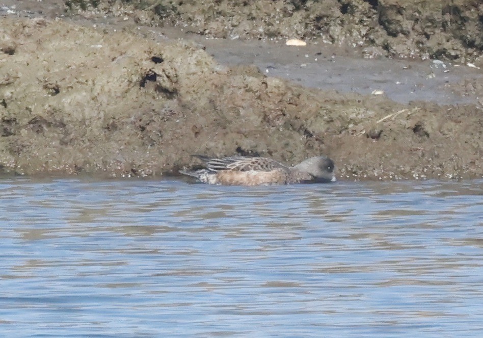 American Wigeon - ML615116682