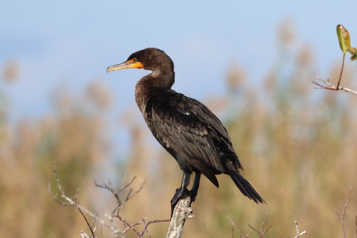 Double-crested Cormorant - ML615116725