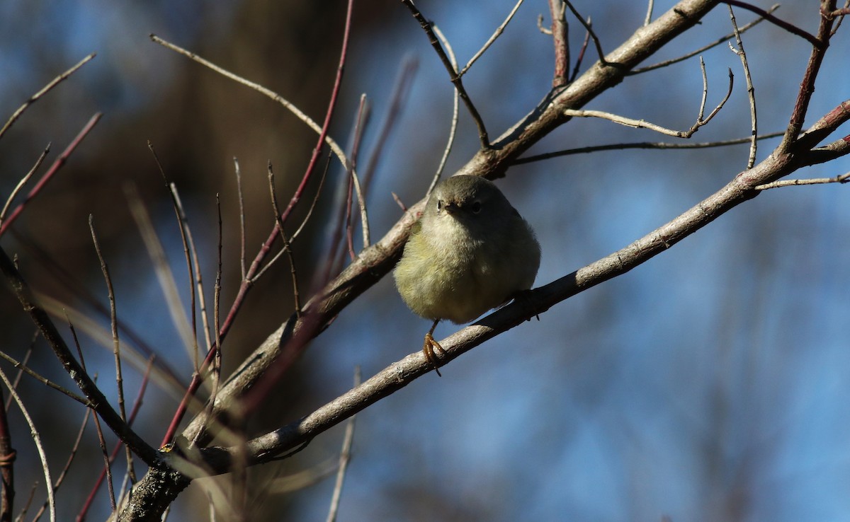 Orange-crowned Warbler - ML615116736