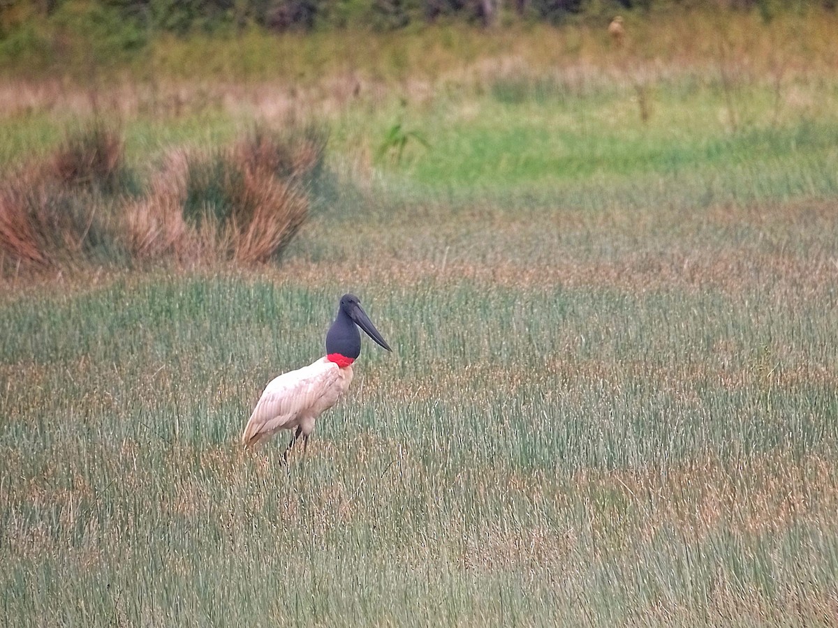 Jabiru - ML615116746