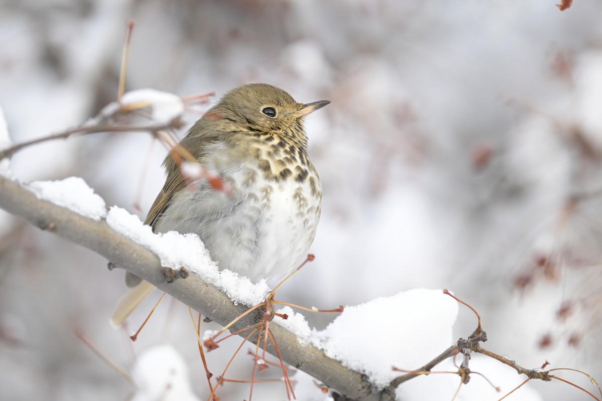 Hermit Thrush - ML615116780