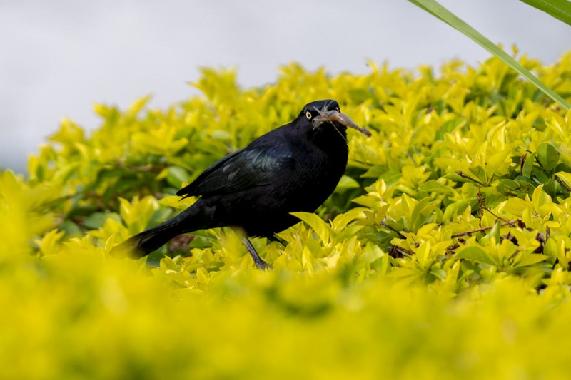 Great-tailed Grackle - ML615116801