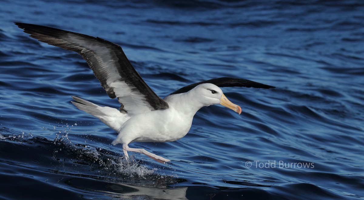 Чернобровый альбатрос (melanophris) - ML61511681