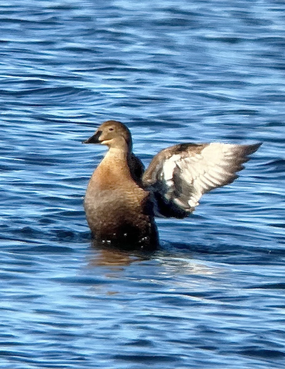 King Eider - ML615116842