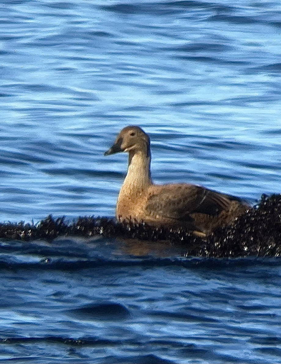 King Eider - ML615116846