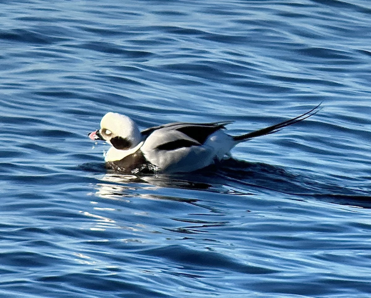 Long-tailed Duck - ML615116861