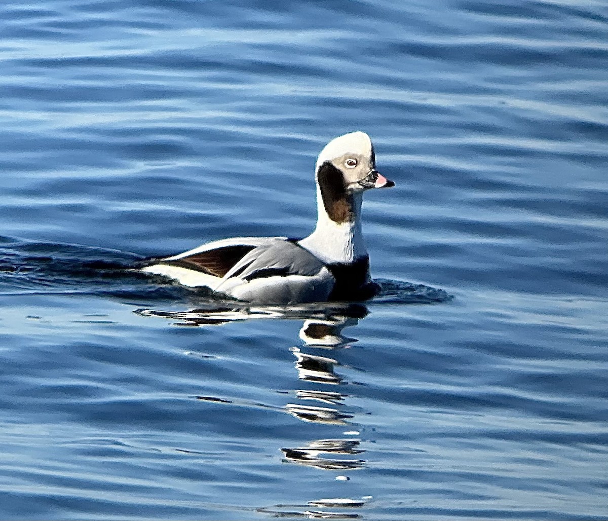 Long-tailed Duck - ML615116862