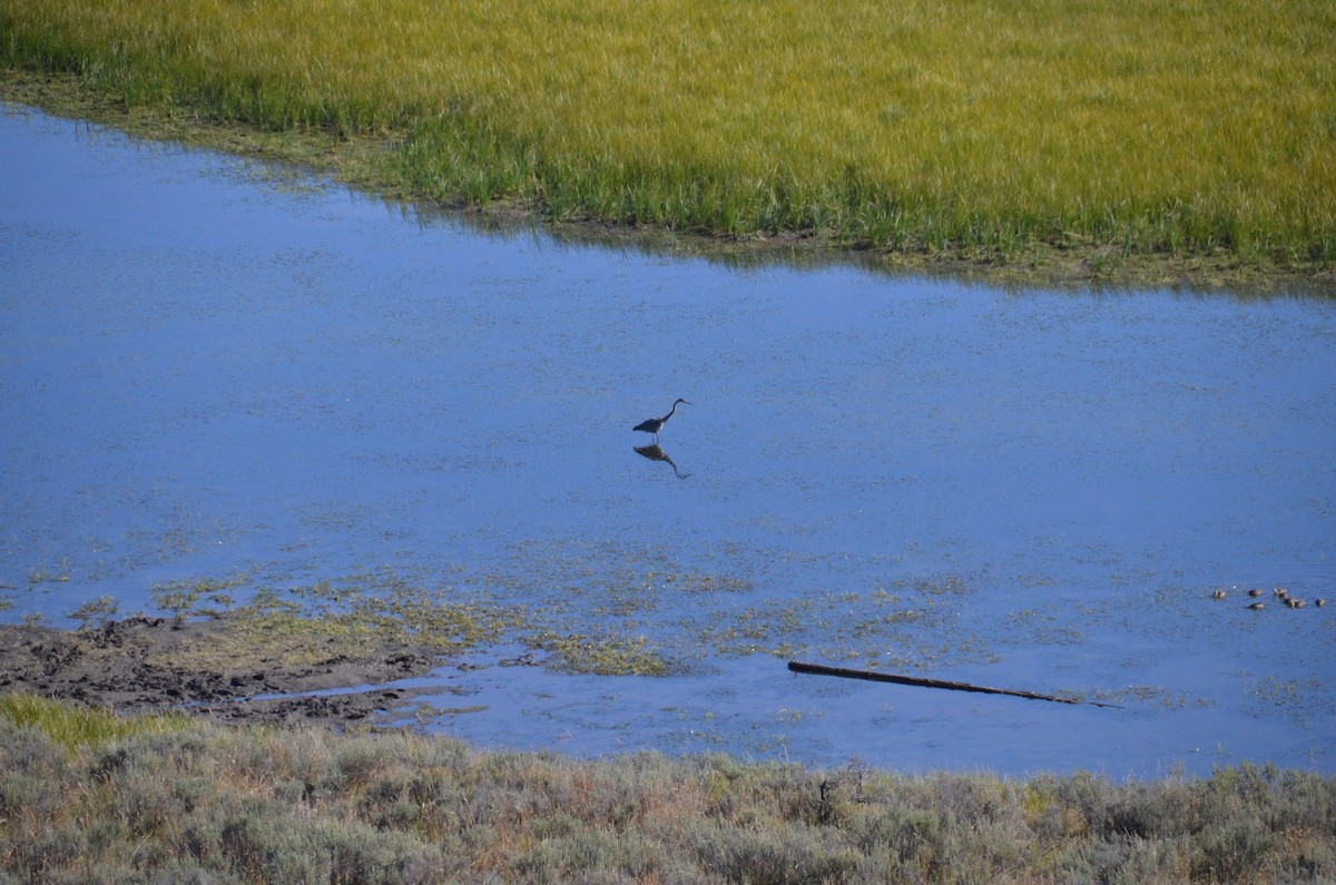 Sandhill Crane - ML615116879