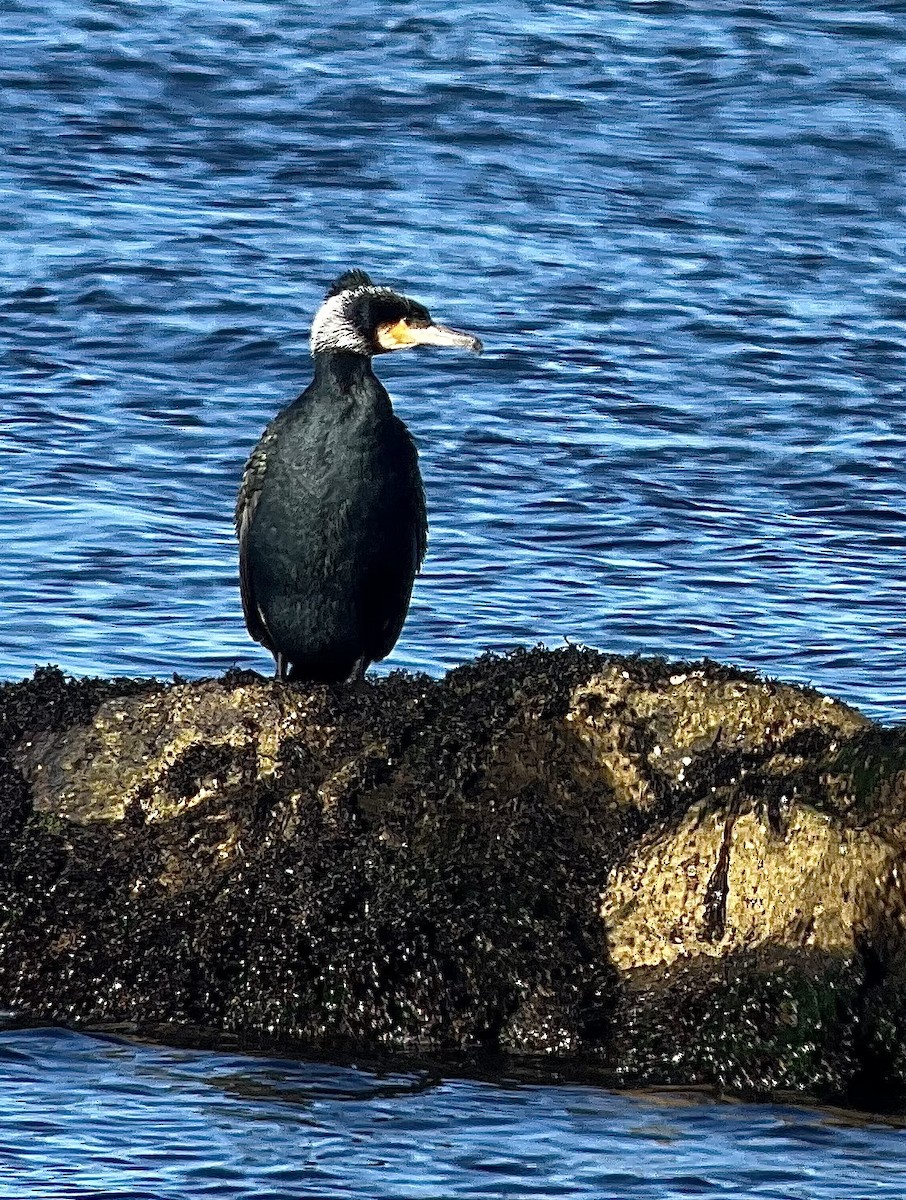 Great Cormorant (North Atlantic) - ML615116905