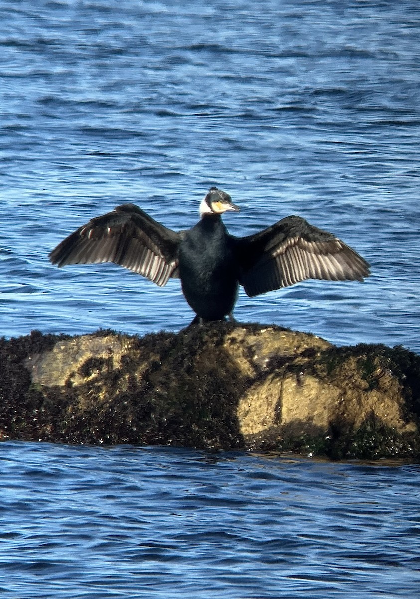 Great Cormorant (North Atlantic) - ML615116906