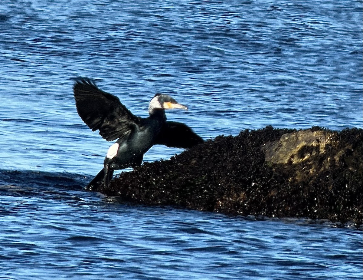 Great Cormorant (North Atlantic) - ML615116907