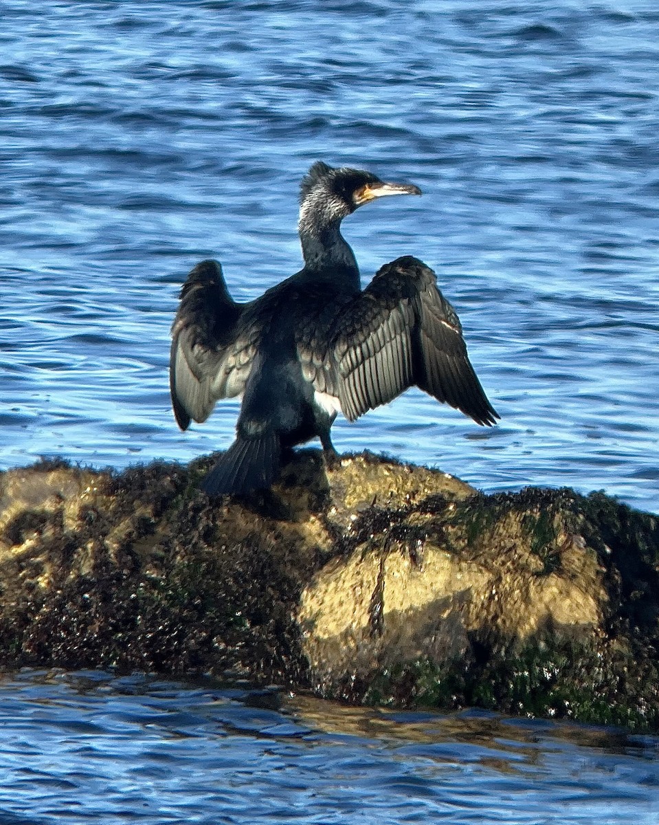 Great Cormorant (North Atlantic) - ML615116908