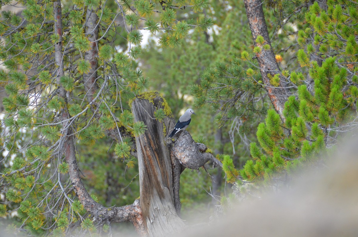 Clark's Nutcracker - ML615116909