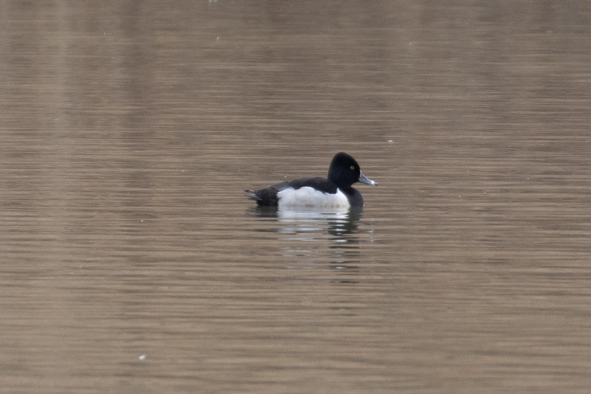 Ring-necked Duck - Rie & Matt