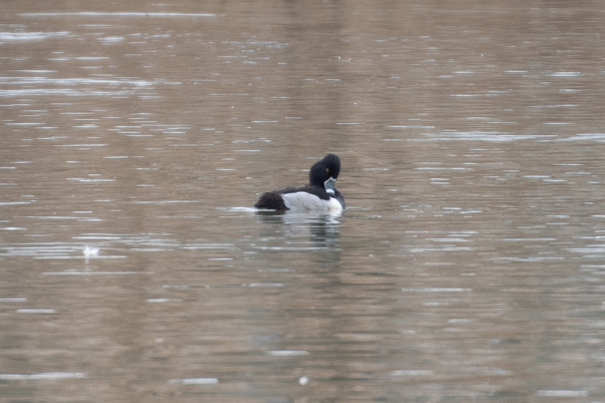 Ring-necked Duck - Rie & Matt