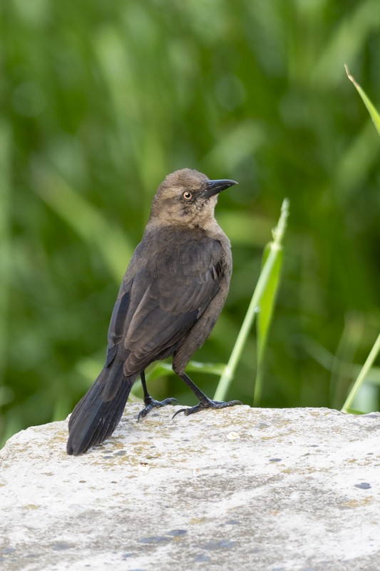 Great-tailed Grackle - ML615116924