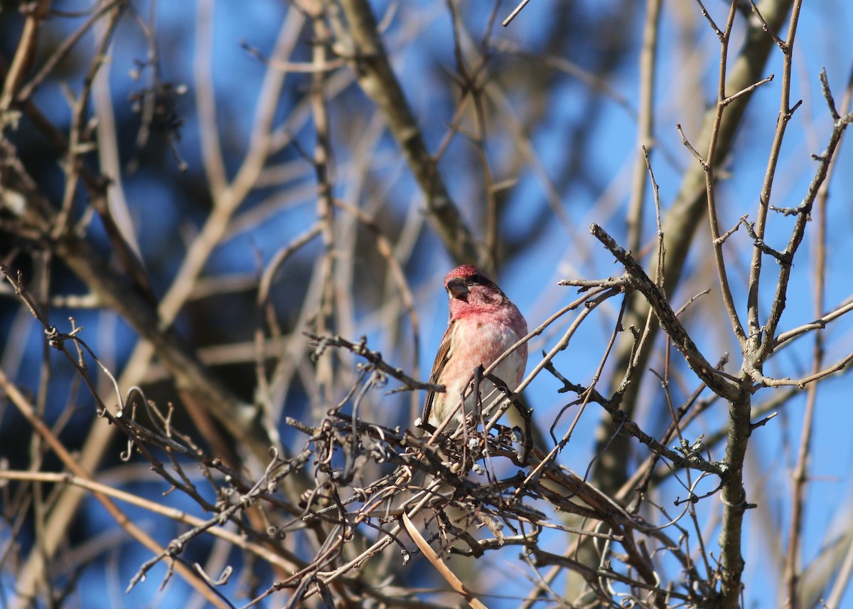 Purple Finch - ML615116925