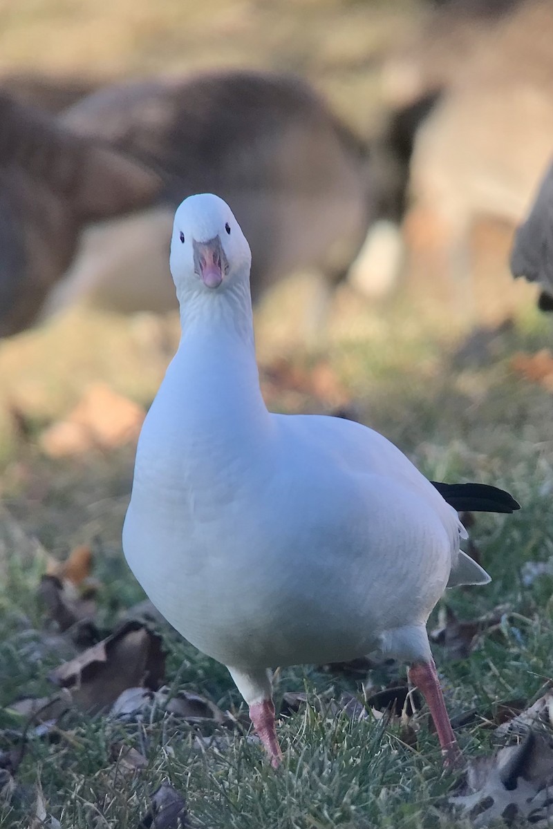 Ross's Goose - ML615116957