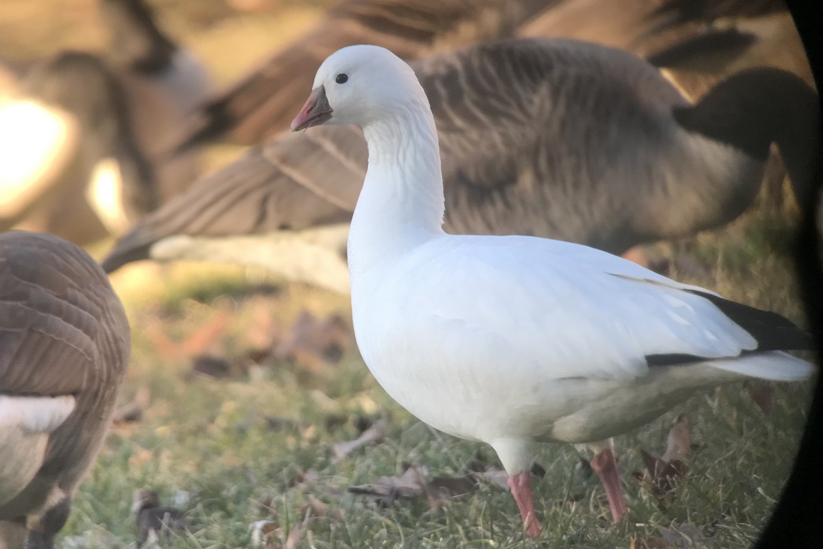 Ross's Goose - ML615116958