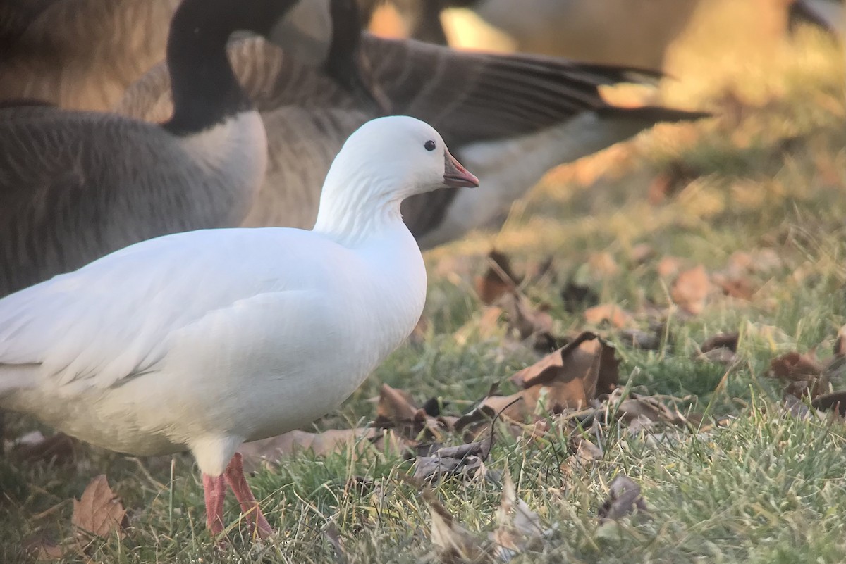 Ross's Goose - ML615116959