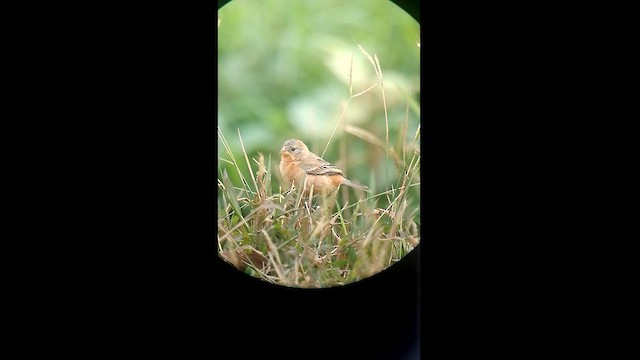 Ruddy-breasted Seedeater - ML615116991