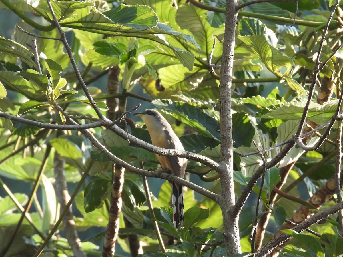 Mangrove Cuckoo - Brad Smith