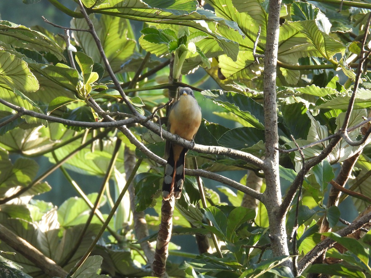 Mangrove Cuckoo - ML615117004