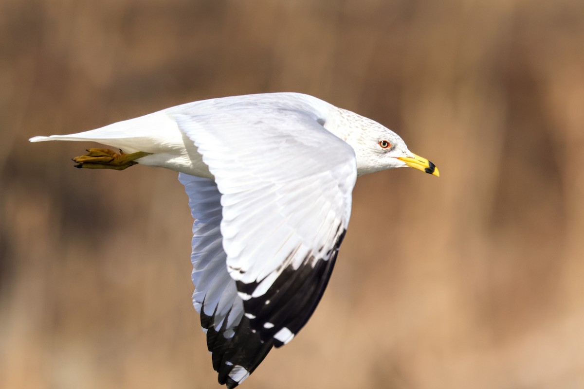 Ring-billed Gull - ML615117078