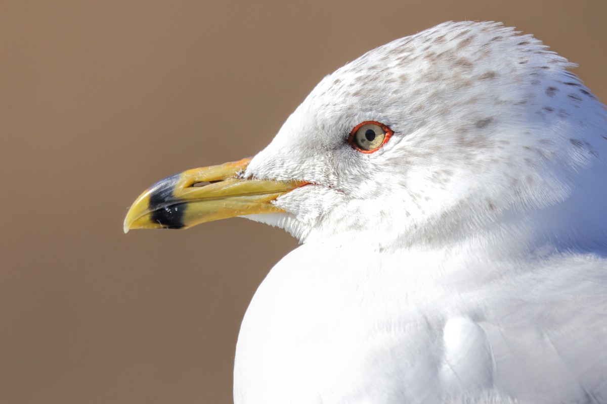 Ring-billed Gull - ML615117079