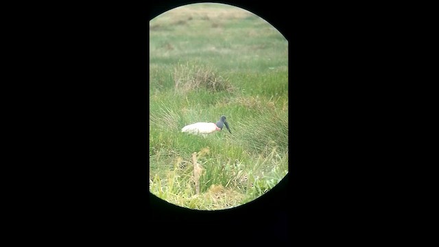 Jabiru d'Amérique - ML615117117